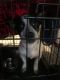 Boston Terrier Puppies for sale in Augusta, GA 30909, USA. price: NA