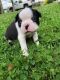 Boston Terrier Puppies for sale in Boardman, OH, USA. price: NA
