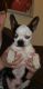 Boston Terrier Puppies for sale in Indianapolis, IN, USA. price: $400