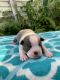 Boston Terrier Puppies for sale in St. Petersburg, FL, USA. price: $1,300