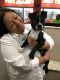 Boston Terrier Puppies for sale in Woodstock, GA 30189, USA. price: NA