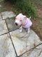 Boston Terrier Puppies for sale in Fort Walton Beach, FL, USA. price: $300