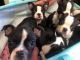Boston Terrier Puppies for sale in Dry Fork, VA 24540, USA. price: NA