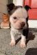 Boston Terrier Puppies for sale in Covington, WA 98042, USA. price: NA