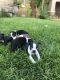 Boston Terrier Puppies for sale in Perris, CA, USA. price: $1,000