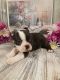 Boston Terrier Puppies for sale in Clay City, KY 40312, USA. price: NA