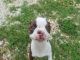 Boston Terrier Puppies for sale in Stockton, MO 65785, USA. price: NA