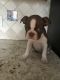 Boston Terrier Puppies for sale in Bonita Springs, FL, USA. price: $900