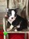 Boston Terrier Puppies for sale in Columbia, MS 39429, USA. price: NA