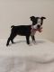 Boston Terrier Puppies for sale in San Antonio, TX 78253, USA. price: NA