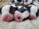 Boston Terrier Puppies for sale in 6704 Fairmont St, Navarre, FL 32566, USA. price: NA