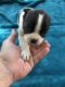 Boston Terrier Puppies for sale in Stanley, WI 54768, USA. price: $600