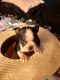 Boston Terrier Puppies for sale in Monaville, TX 77445, USA. price: NA