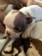 Boston Terrier Puppies for sale in Monaville, TX 77445, USA. price: $550