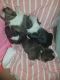 Boston Terrier Puppies for sale in Clarkson, KY, USA. price: NA