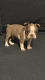 Boston Terrier Puppies for sale in Swainsboro, GA 30401, USA. price: $600