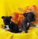 Boston Terrier Puppies for sale in Clio, MI 48420, USA. price: $650