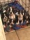Boston Terrier Puppies for sale in San Antonio, TX, USA. price: $420