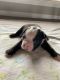 Boston Terrier Puppies for sale in Blossom, TX 75416, USA. price: NA