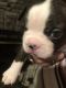 Boston Terrier Puppies for sale in Martinsville, VA 24112, USA. price: NA