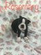 Boston Terrier Puppies for sale in Granby, MO 64844, USA. price: NA