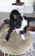 Boston Terrier Puppies for sale in Hanahan, SC, USA. price: NA