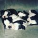 Boston Terrier Puppies for sale in St. Louis, MO 63101, USA. price: NA