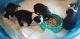 Boston Terrier Puppies for sale in Vicksburg, MS, USA. price: NA