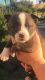 Boston Terrier Puppies for sale in Scribner, NE 68057, USA. price: $250