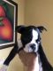 Boston Terrier Puppies for sale in 13479 Bracken St, Arleta, CA 91331, USA. price: NA