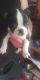 Boston Terrier Puppies for sale in Yakima, WA, USA. price: NA