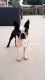 Boston Terrier Puppies for sale in Pembroke Pines, FL, USA. price: NA