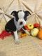 Boston Terrier Puppies for sale in Pleasantville, PA 15521, USA. price: NA