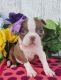 Boston Terrier Puppies for sale in Grabill, IN 46741, USA. price: $600