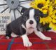 Boston Terrier Puppies for sale in Grabill, IN 46741, USA. price: $600