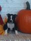 Boston Terrier Puppies for sale in Cleveland, NC 27013, USA. price: NA
