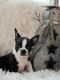 Boston Terrier Puppies for sale in West Plains, MO 65775, USA. price: NA