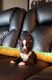 Boston Terrier Puppies for sale in Indianapolis, IN 46260, USA. price: NA