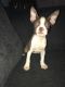 Boston Terrier Puppies for sale in Chillicothe, OH 45601, USA. price: NA