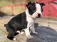 Boston Terrier Puppies for sale in Granby, MO 64844, USA. price: NA