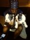 Boston Terrier Puppies for sale in Summer Shade, KY 42166, USA. price: NA