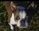 Boston Terrier Puppies for sale in Monroe, NC 28110, USA. price: NA