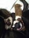 Boston Terrier Puppies for sale in 9582 Chenowith Rd, Van Wert, OH 45891, USA. price: NA