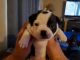 Boston Terrier Puppies for sale in 8809 Bonita Rd, Lamont, CA 93241, USA. price: NA
