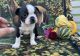 Boston Terrier Puppies for sale in Helena, MT, USA. price: $600