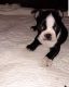 Boston Terrier Puppies for sale in Beebe, AR 72012, USA. price: NA