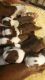 Boston Terrier Puppies for sale in Queen Creek, AZ 85142, USA. price: NA