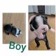 Boston Terrier Puppies for sale in Prineville, OR 97754, USA. price: $900