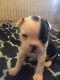 Boston Terrier Puppies for sale in 6576 Sumter Dr, Fayetteville, AR 72704, USA. price: NA