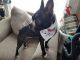 Boston Terrier Puppies for sale in Findlay, OH 45840, USA. price: NA